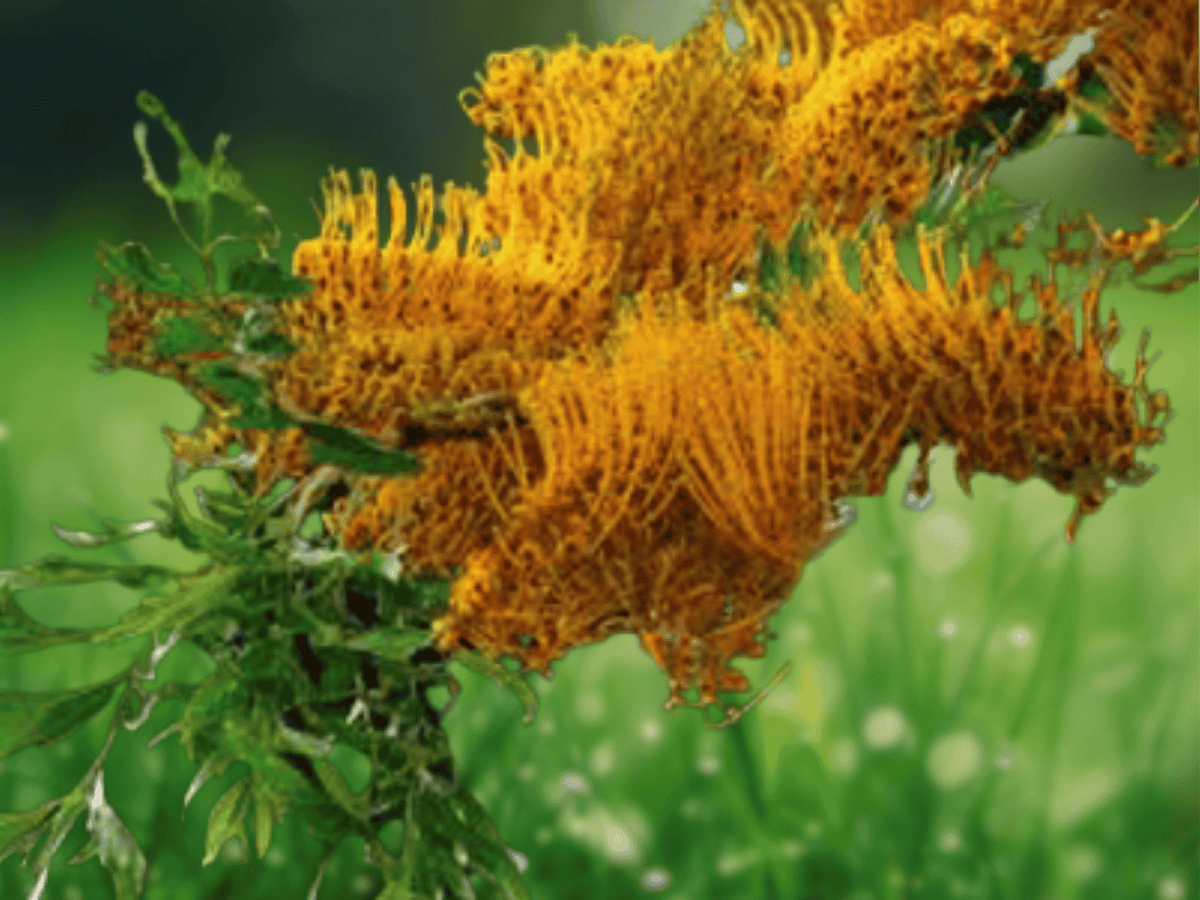 20 Seeds Silky Oak Grevillea robusta Fast Growing Evergreen Flowering Tree