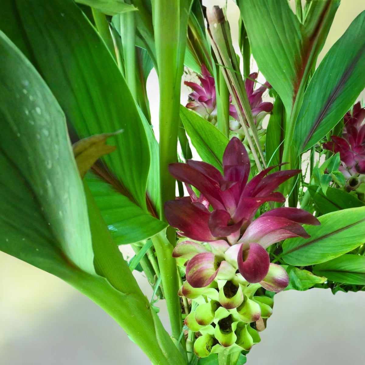 Ginger Curcuma Petiolata Rhizomes, 2x Large Organic Hidden Pink Plant Starts, Easy Grow, Free Shipping