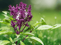 10 Seeds Purple Tulsi Holy Basil Ocimum sanctum Aromatic Culinary Herb