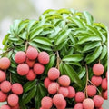 Live Lychee Fruit Tree | Litchi Chinensis | Tropical Edible Plant for Indoor & Outdoor Growing