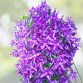 Tie Dye Clematis Plant in 2.5" Pot - 6" Flowers - Dark Purple/Silver Streaks - Clematis viticella