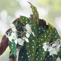Lemon Glow Begonia Seeds 45 or 125 Non-GMO Flower Seeds Begonia Maculata Variety