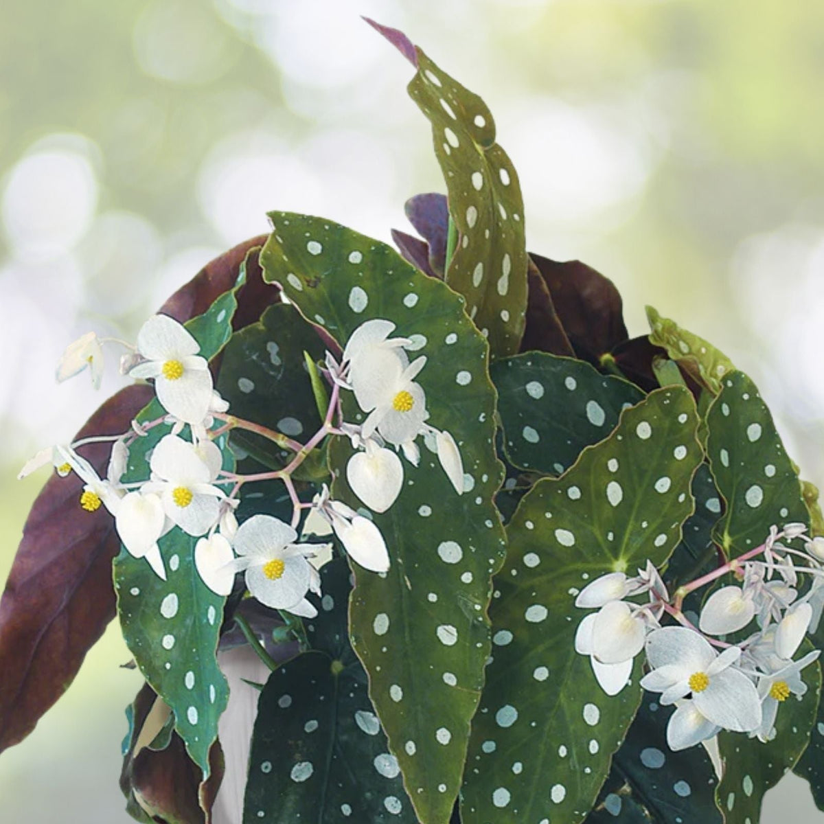 Lemon Glow Begonia Seeds 45 or 125 Non-GMO Flower Seeds Begonia Maculata Variety