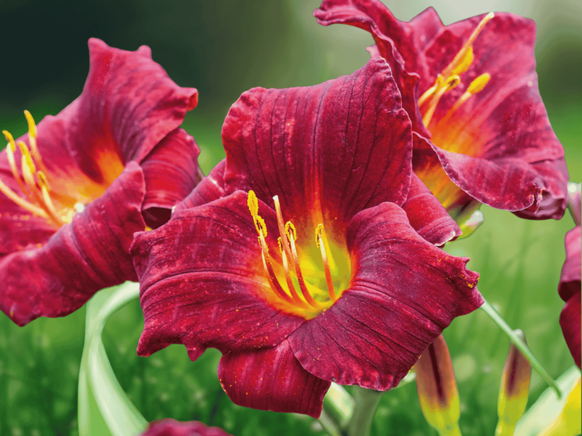 5 Bare Root Red Eyed Stella Daylily Perennial Hemerocallis