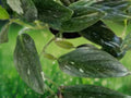 1 Unrooted Cutting Variegated Monstera Standleyana Cobra Fresh Single Node Tropical Houseplant