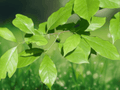 5 Live Plants Black Gum Tree 12 Inch Nyssa sylvatica Bare Root