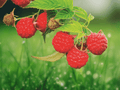 3 Live Plant Plugs Heritage Red Raspberry Rubus idaeus
