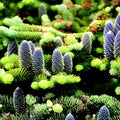 Balsam Fir Seeds 100 Count - Christmas Tree Seeds Abies balsamea - USA Seller Free Shipping