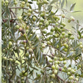 Arbequina Olive Tree - 1 Gallon Potted - Olea europaea - Perfect for Home Gardens or Patio Containers
