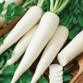 Radish Seeds 100+ Non-GMO White Icicle Radish Raphanus sativus for Gardening, Organic, Fast-Growing, Vegetable Seeds