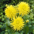 Yellow Cactus Dahlia Tubers - 3 Large Planting Tubers - Dahlia pinnata