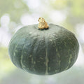Sweet Jade Kabocha Squash Seeds - 10 Dwarf Seeds (Cucurbita maxima) - Easy to Grow Kabocha Variety