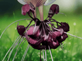 5 Seeds Tacca integrifolia White Bat Flower