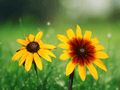 10 Seeds Rudbeckia hirta Gloriosa Daisy Perennial Flower