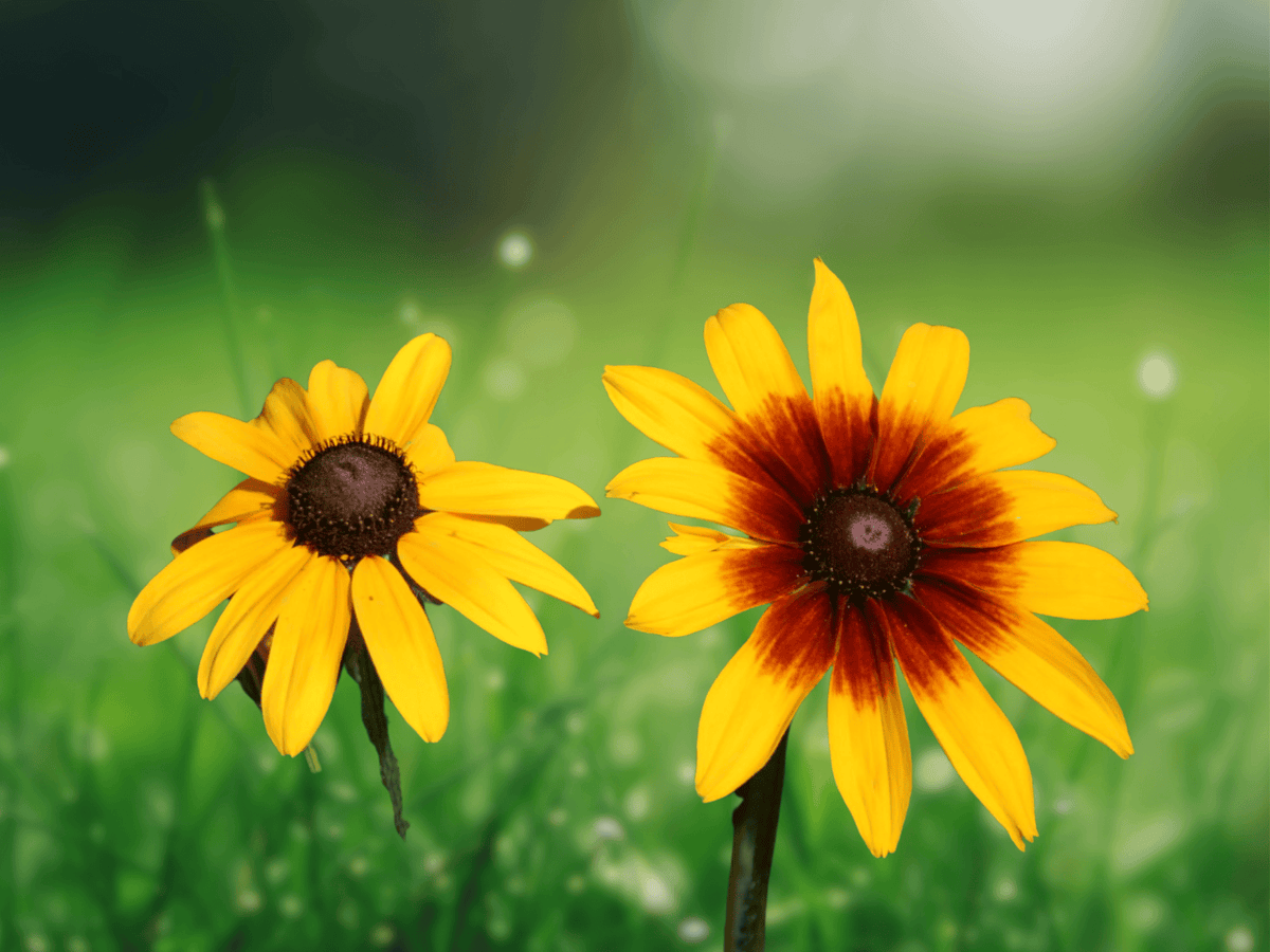 10 Seeds Rudbeckia hirta Gloriosa Daisy Perennial Flower