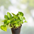 Global Green Pothos Starter Plant – Rare Variegated Epipremnum aureum Indoor Houseplant, Easy Care Trailing Vine