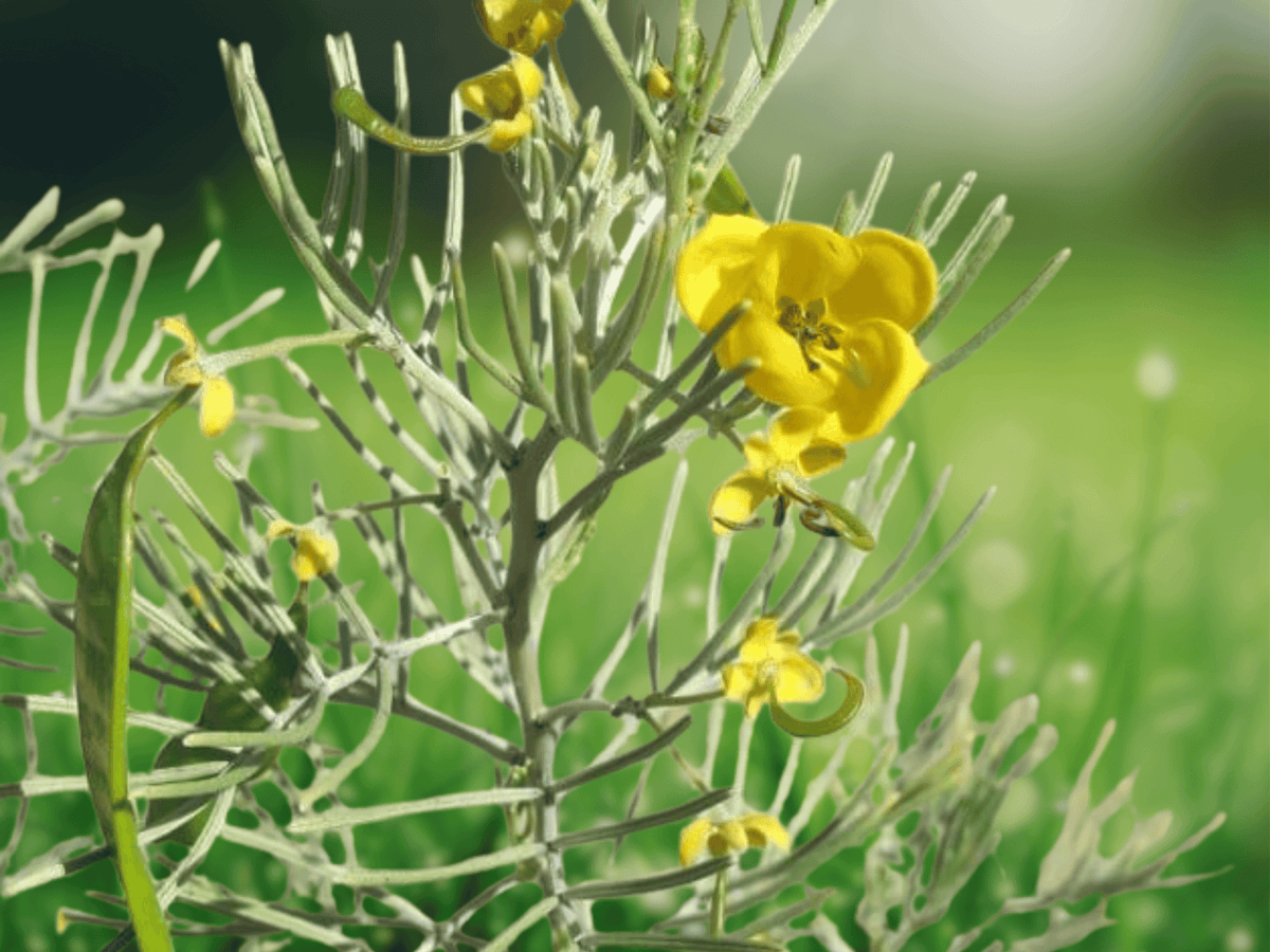 5 Seeds Cassia artemisioides Silver Senna Yellow Flowering Shrub