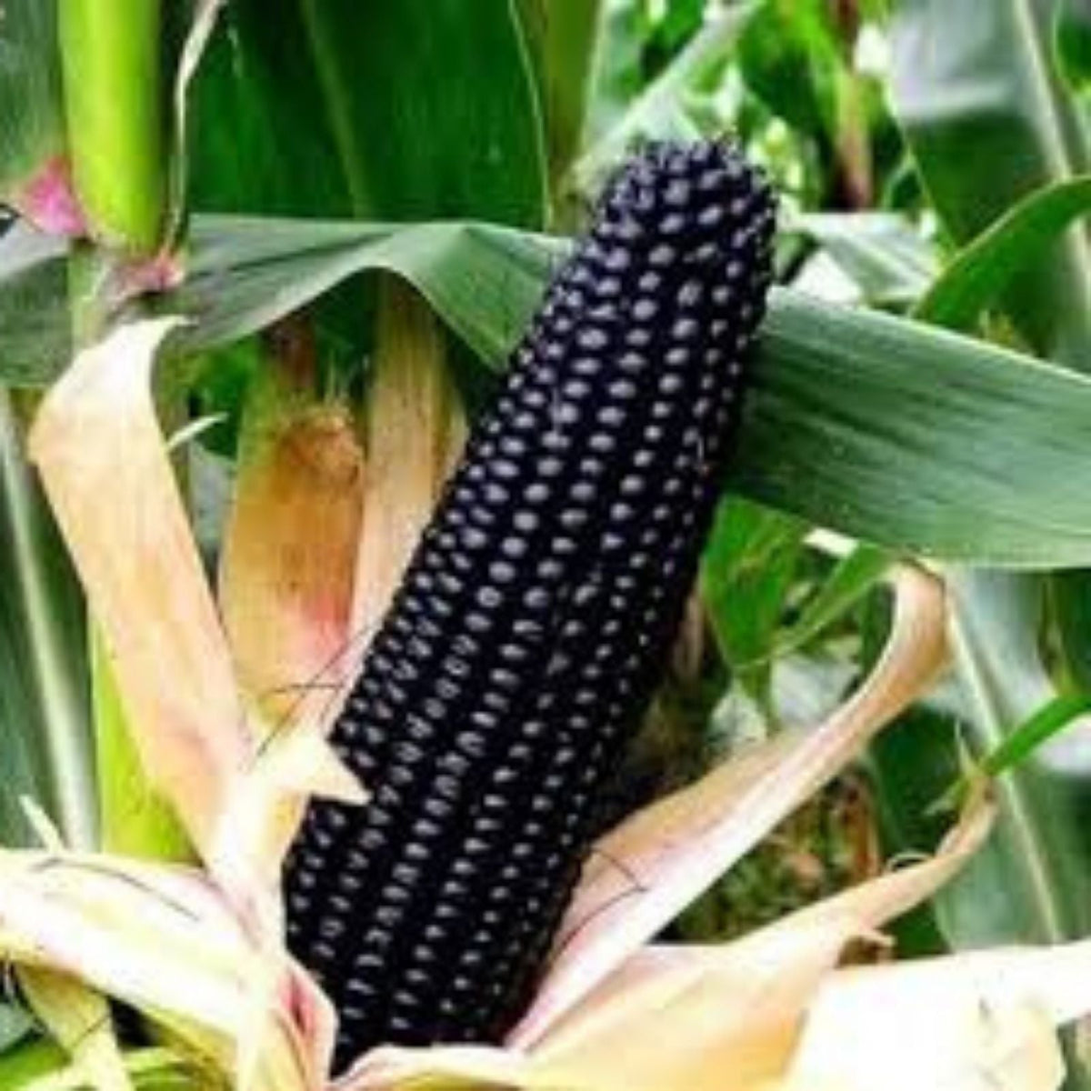 Midnight Black Corn Seeds for Planting, Non-GMO Maize, Black Kernels, Zea mays, Organic Corn Seed for Gardening