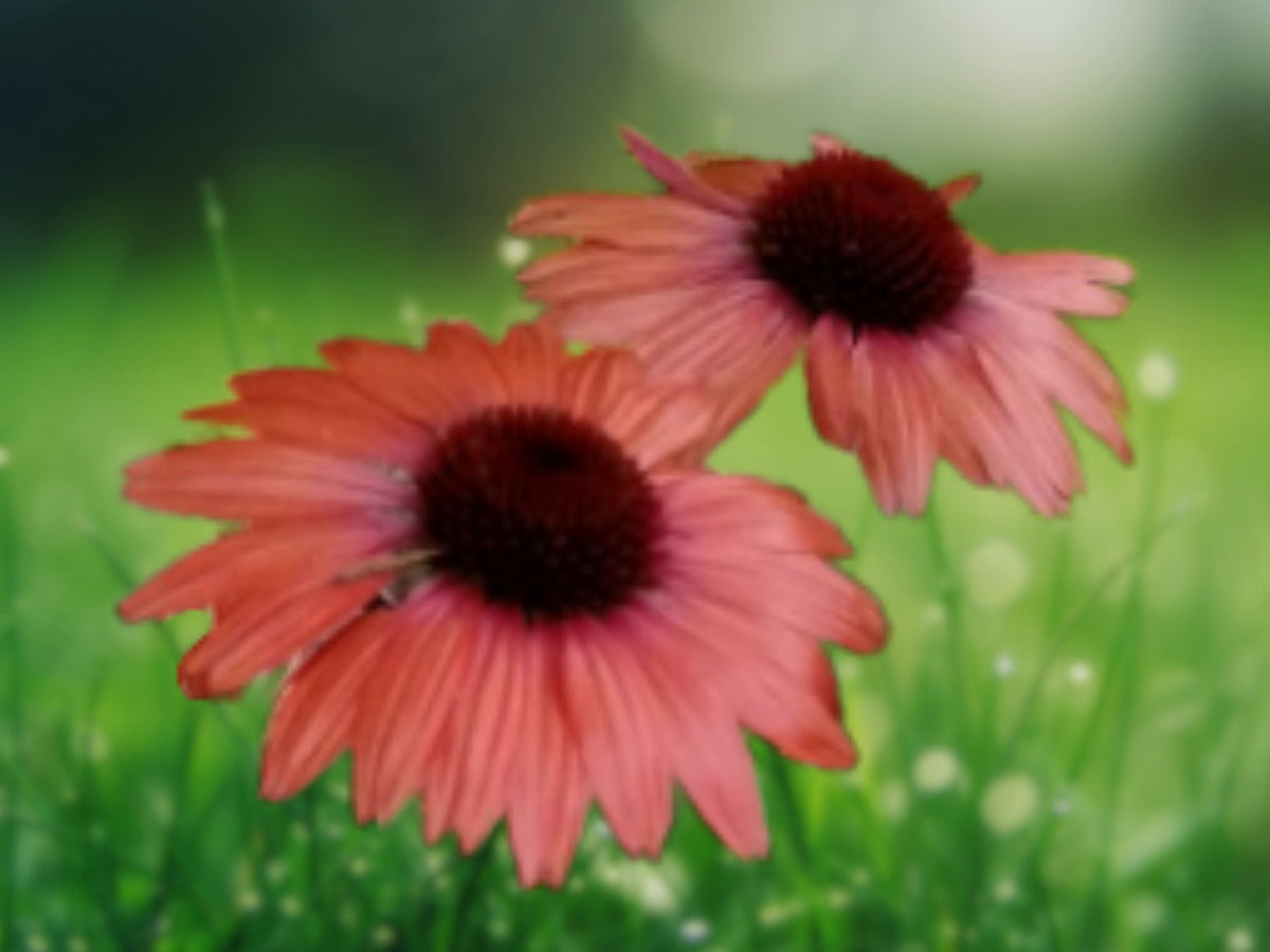 50 Seeds Julia Coneflower Echinacea Hybrid Bright Orange Blooms Perennial Butterfly Garden