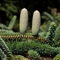 Apache White Fir Seeds 30 Pack | Abies concolor Native Arizona Apache Variety | Conifer Tree Seeds