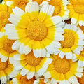 Garland Daisy Seeds 100+ Bright Yellow Flowers Asteraceae Easy to Grow Garden Flower Seeds