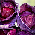 Red Acre Cabbage Seeds - Heirloom Variety, Colorful & Tasty, 25+ Seeds, Brassica oleracea