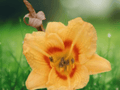 5 Bare Root Black Eyed Stella Daylily Perennial Hemerocallis