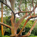 Rainbow Eucalyptus Seeds 40 Count - Eucalyptus deglupta - Tropical Tree Seeds - Fast Growing Evergreen - Free Shipping USA