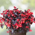 Copper Oasis Begonia Seeds 45 or 125 Count Non-GMO Flower Seeds Begonia 'Copper Oasis' for Gardens