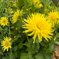 Yellow Cactus Dahlia Tubers – 3 Large Planting Tubers – Dahlia variabilis – Bright Yellow, Cactus Flowering, Garden Bulbs