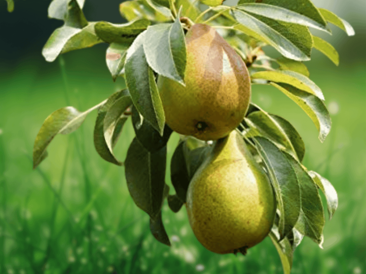 5 Seeds Pyrus communis 'Bartlett' Pear Tree Grow Your Own Fruit