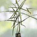Brachychiton rupestris Bottle Tree Succulent 4-inch Pot Rare Australian Indoor Plant