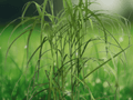 10 Seeds Miscanthus Giganteus Giant Silver Grass Ornamental
