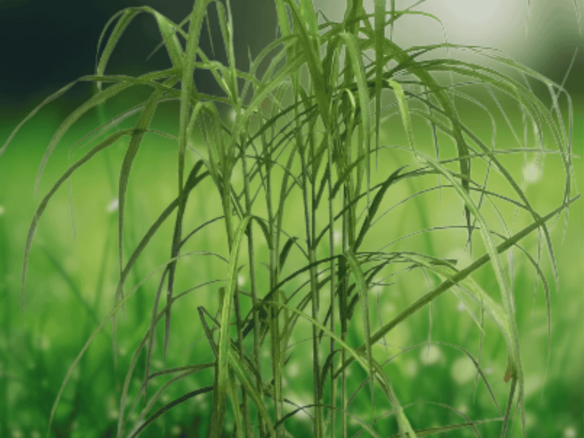 10 Seeds Miscanthus Giganteus Giant Silver Grass Ornamental