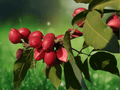 5 Seeds Protium serratum India Red Pear Tropical Evergreen Tree Burseraceae