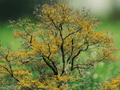 5 Thornless Honeylocust Trees 12 Inch Gleditsia triacanthos inermis Bare Root