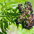 Elderberry Cuttings 5-Pack | Unrooted Sambucus Nigra Organic Plant Cuttings for Gardening