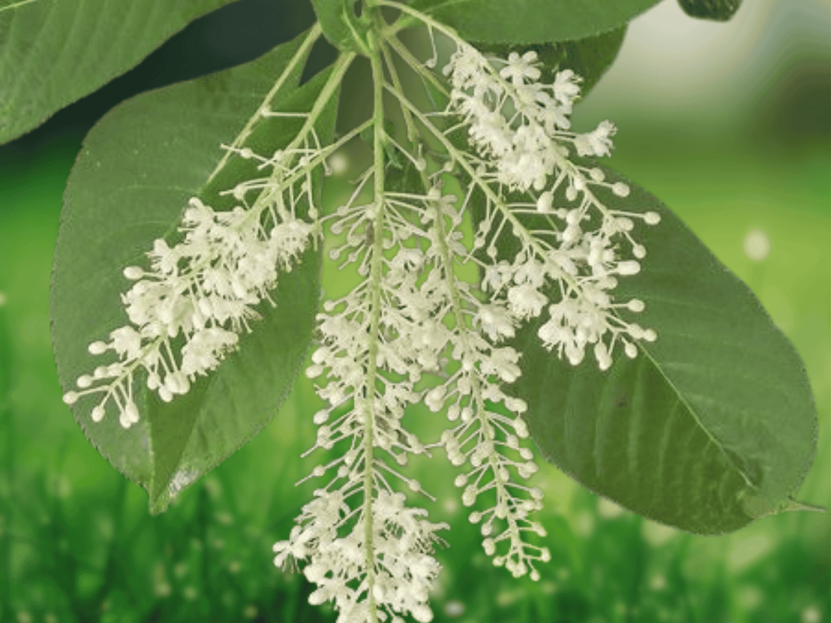 10 Seeds Clethra barbinervis Japanese Clethra Deciduous Summer Blooms