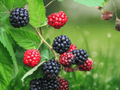 5 Live Plant Apache Thornless Blackberry Starter Plug Rubus fruticosus