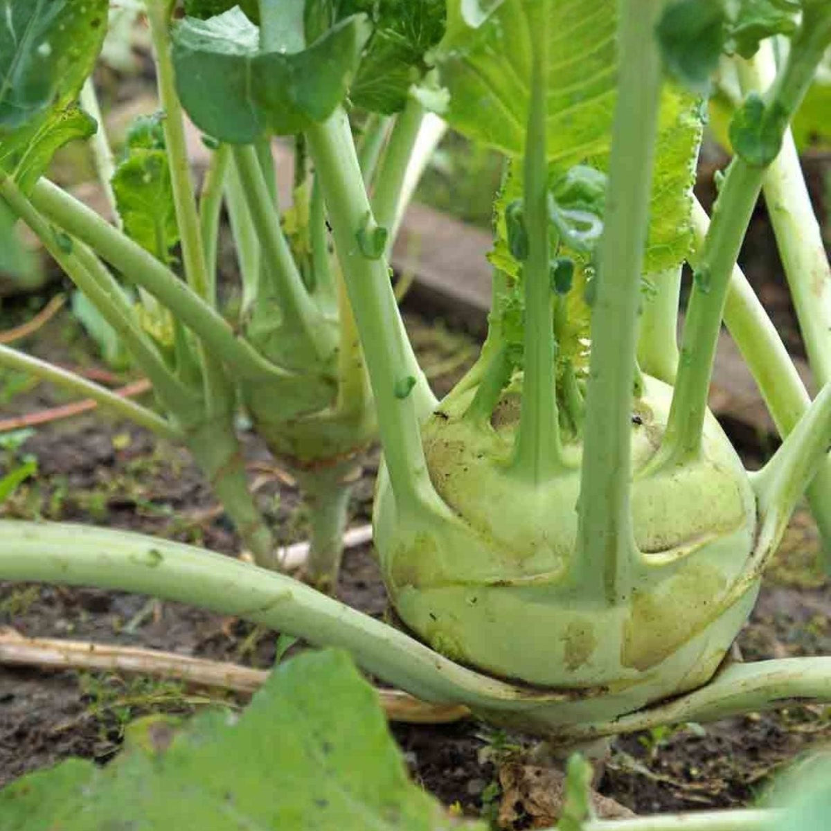 Heirloom Cucumber Seeds 50 Non-GMO Boston Pickling Seeds Cucumis sativus for Pickling and Gardening