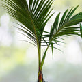 Dwarf Green Malayan Coconut Plant 6-8” Tall - Rare Fresh Costa Rican Certified Coconuts - Cocos Nucifera