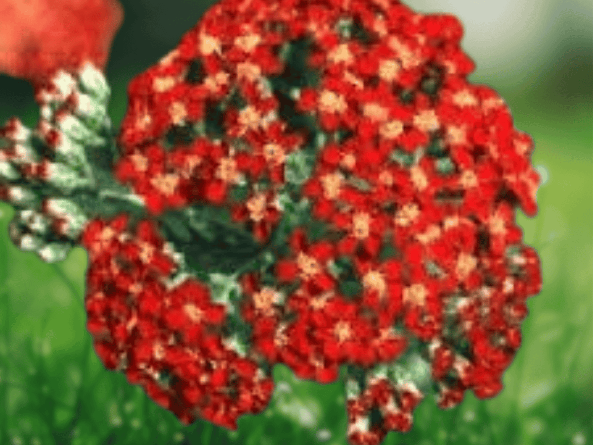 10 Seeds Achillea millefolium Rubra Red Yarrow Hardy Perennial