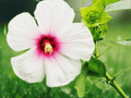 1 Dormant Rose Mallow Root Base Pink Flowering Hibiscus 6 Inch Plant