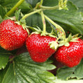 Jewel Strawberry Plants Bare Root Everbearing High-Yield Fragaria x ananassa