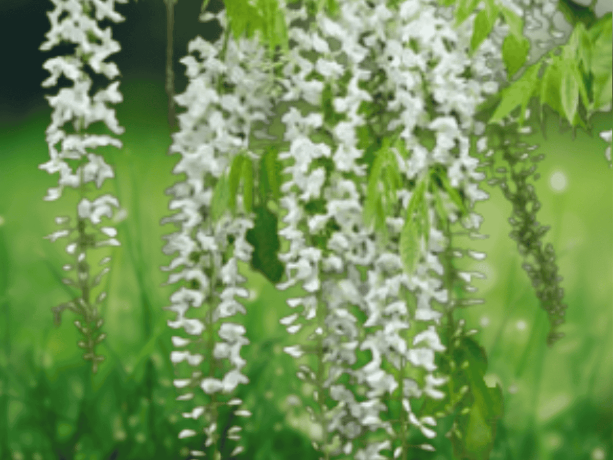 1 Live Plant White Chinese Wisteria Alba 6 Inch Tall Grafted 1 Year Old Wisteria sinensis