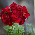 Vivid Red Pelargonium Peltatum Ivy Geranium Live Plant Starter Cuttings 3x6" - Ideal for Gardens and Containers