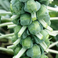 Brussel Sprout Seeds 100 Non-GMO Heirloom Churchill Variety Organic Vegetable Seeds for Home Gardening