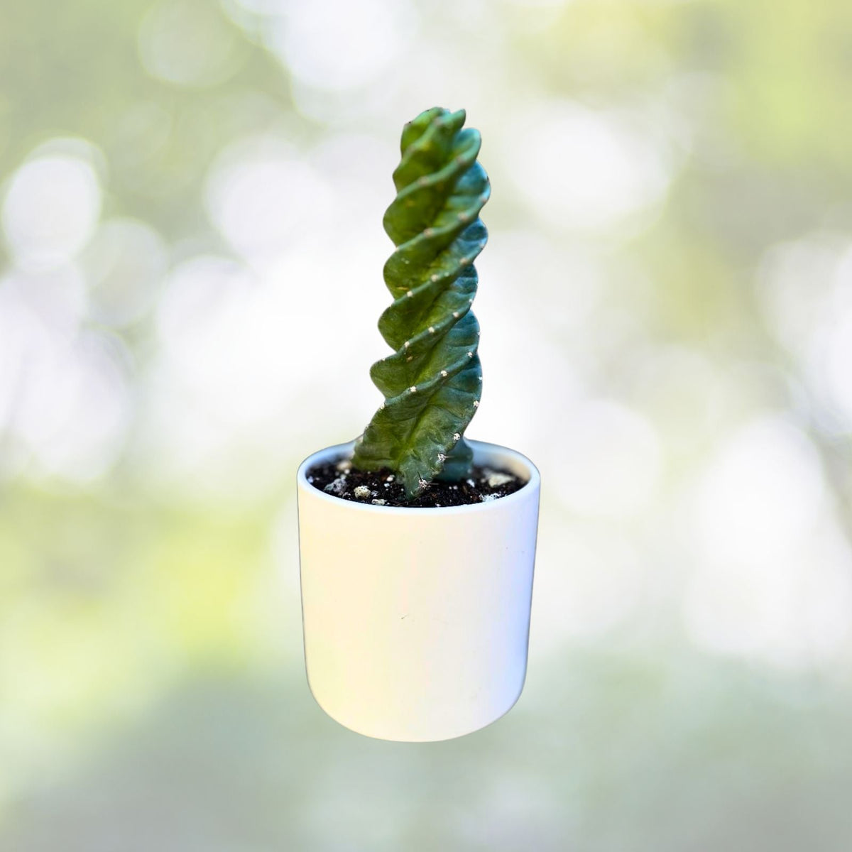 Spiral Cactus 6" Pot - Cereus Forbesii 'Spiralis' - Rare Blue Green Twisting Cactus for Indoor Succulent Collection