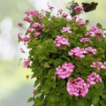 Geranium Cuttings 10x6" Hardy Fragrant Pink Flowers Pelargonium Graveolens - Perfect for Gardening and Indoor Decor