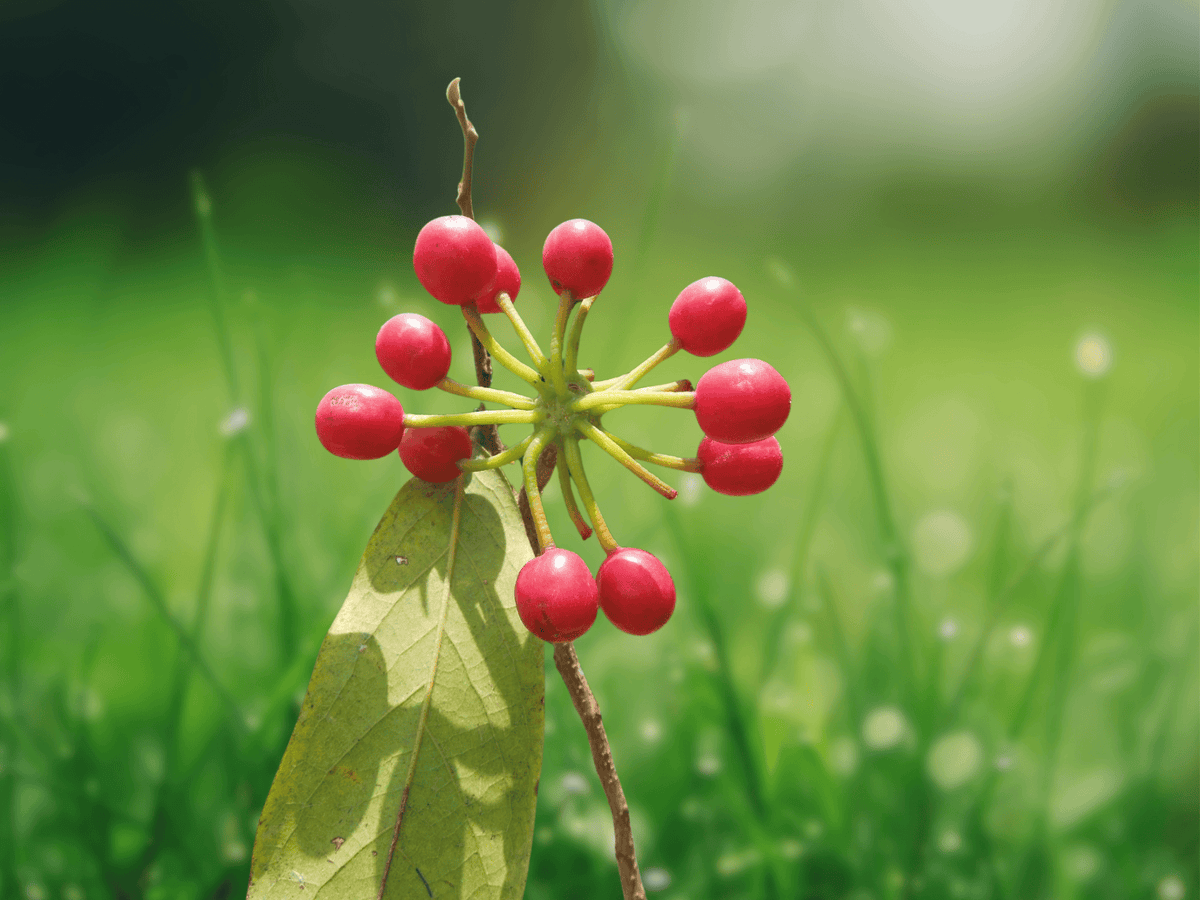 5 Seeds Huberantha cerasoides Cherry Ashok Tree Tropical Ornamental